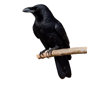 Perched Crow PNG 05232024 PNG