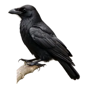 Perched Crow PNG 93