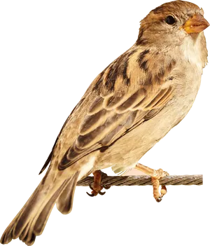 Perched House Sparrow.png PNG image