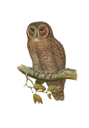 Perched Owl Artwork