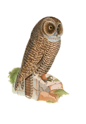 Perched Owl Illustration