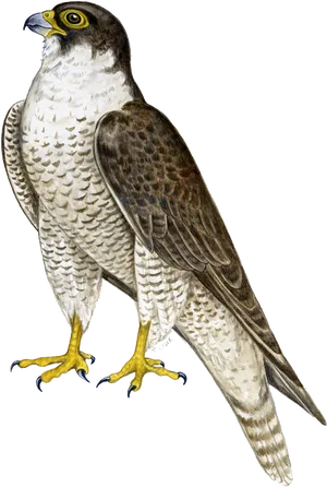 Peregrine Falcon Illustration PNG image