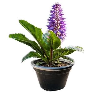 Perennial Plant PNG 5