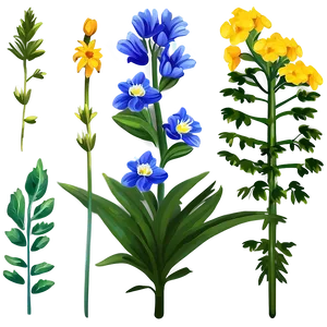 Perennial Plant PNG Btt70
