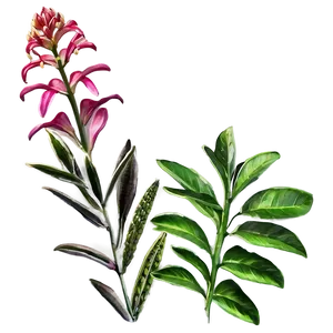 Perennial Plant PNG Wpm77