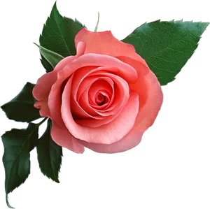 Perfect Pink Rose Black Background