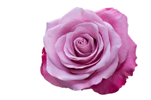 Perfect Pink Rose Black Background PNG image