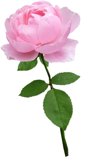 Perfect Pink Rose Black Background PNG image