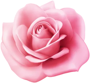 Perfect Pink Rose Bloom PNG image