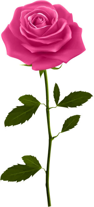 Perfect Pink Rose Stem PNG image