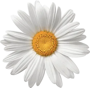 Perfect White Daisy Flower PNG image