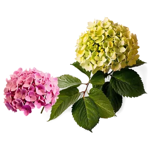 Period Hydrangea Cluster Png 44 PNG image