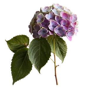 Period Hydrangea Cluster Png 78 PNG image