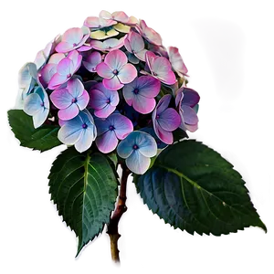Period Hydrangea Cluster PNG Trp