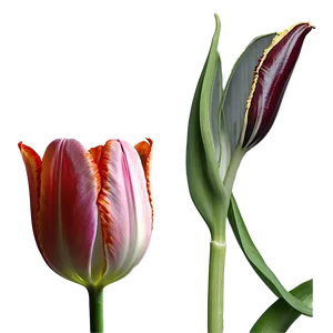Period Piece Tulip Artwork PNG 06252024