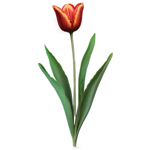 Period Piece Tulip Artwork Png 33 PNG image