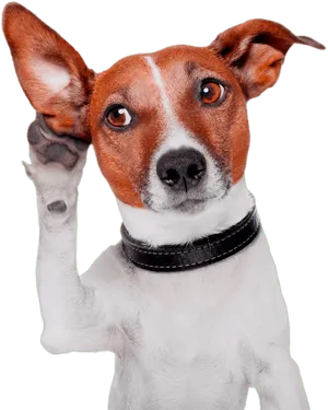 Perplexed Dog With One Ear Up PNG image