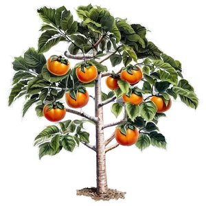 Persimmon Tree PNG 43 PNG