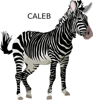 Personalized Zebra Illustration Caleb PNG image