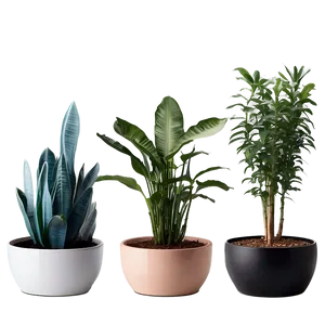Pet-friendly Indoor Plants PNG 06252024