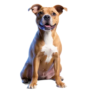 Pet Photoshoot PNG 06252024