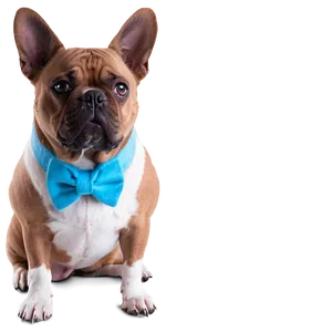 Pet Photoshoot Png Fty87 PNG image