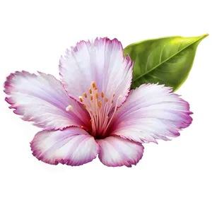 "petals Of Perfection: Flower PNG" B