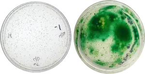 Petri Dish Bacterial Colonies Growth PNG
