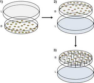 Petri Dish Culture Procedure Illustration