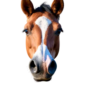 Photorealistic Horse Head Rendering PNG 15