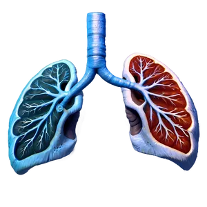 Photorealistic Human Lungs Png 05232024 PNG image