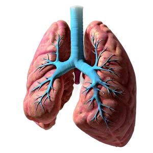 Photorealistic Human Lungs Png Wto PNG image