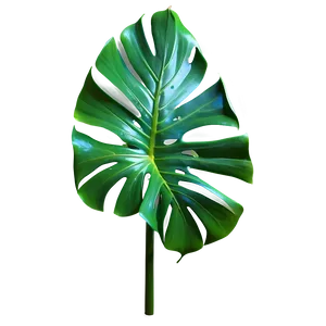 Photorealistic Monstera Leaf PNG 22