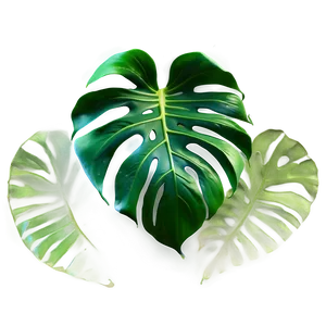Photorealistic Monstera Leaf PNG Bvt