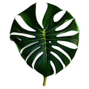 Photorealistic Monstera Leaf PNG Npn