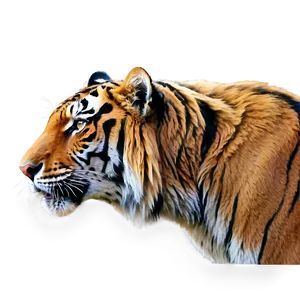 Photorealistic Tiger Face Close-up PNG Yhk78 PNG