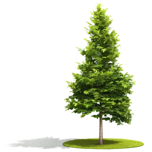 Photorealistic Tree Elevation PNG Qif92 PNG