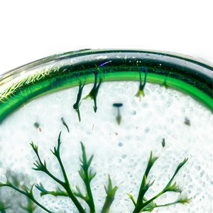 Photosynthetic Algae Close-up PNG Ewo39
