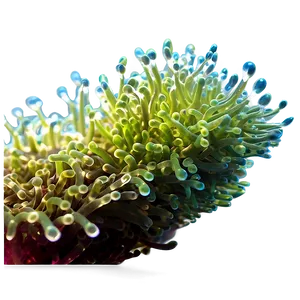 Photosynthetic Algae Close-up PNG Opa58