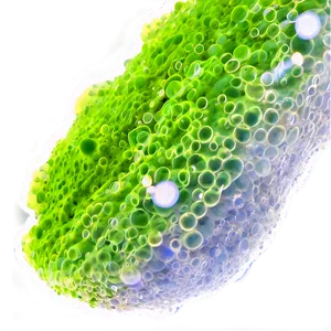 Photosynthetic Algae Close-up PNG Tct