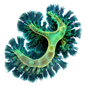 Phytoplankton Algae PNG Hpb