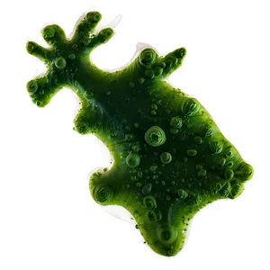 Phytoplankton Algae PNG Xjj46