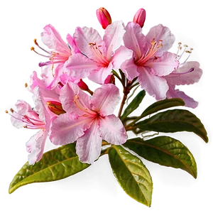 Picturesque Azalea Png Dkl PNG image