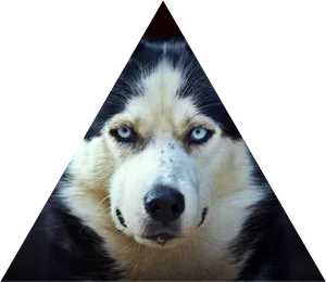 Piercing_ Gaze_ Husky_ Triangle_ Frame PNG image