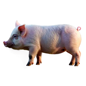 Pig Drawing Png 05212024 PNG image