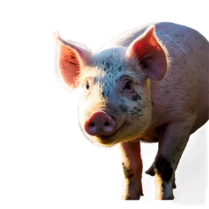 Pig On Farm Png Nvh56 PNG image