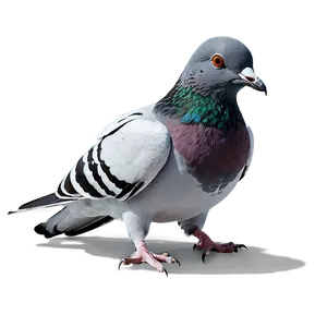 Pigeon Animated PNG 05242024