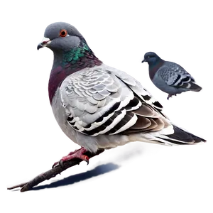 Pigeon Animated PNG 05242024