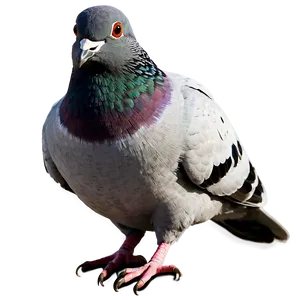 Pigeon Animated PNG Whi