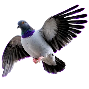 Pigeon Animated PNG Wsx
